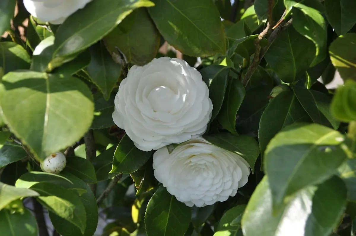 בית נופש לוקה Casale Colle Belvedere איטליה