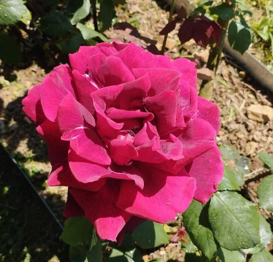 לוקה Casale Colle Belvedere 0*,