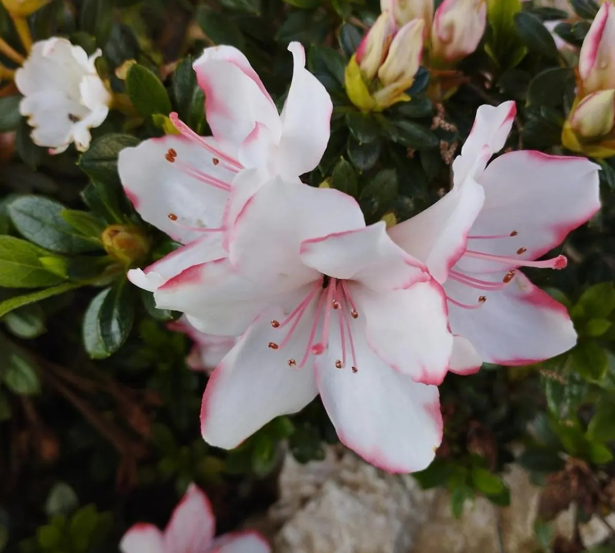 לוקה Casale Colle Belvedere איטליה